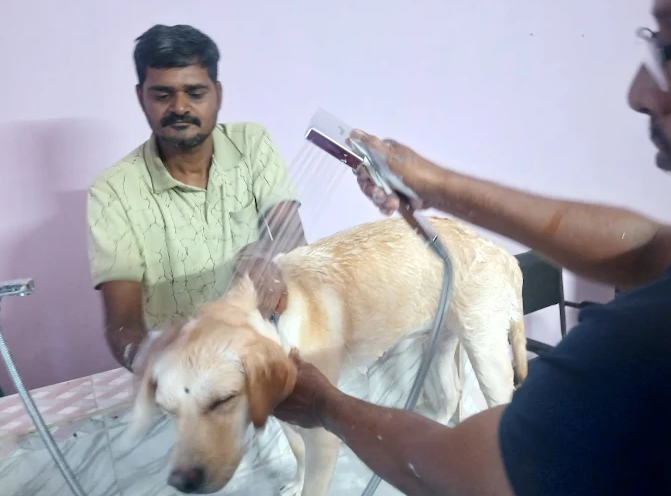 Veterinarian gently examining a healthy dog at a pet clinic in Bhubaneswar